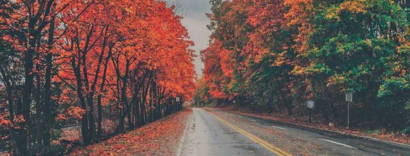 autumn trees along road